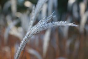 Nature Dew Morning