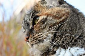 cute face of a fluffy domestic cat