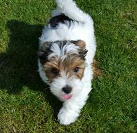 fluffy biewer yorkshire puppy on the lawn