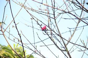 Peach Blossom Flower