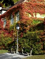 Autumn Foliage Colors