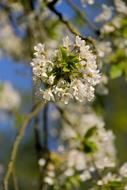 Spring Bloom Flower