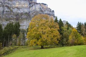 Tree Autumn Fall Color In The