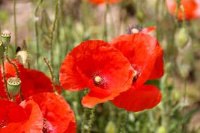 Poppy Red Flower