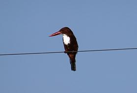 white-throated kingfisher is sitting on a wire in India