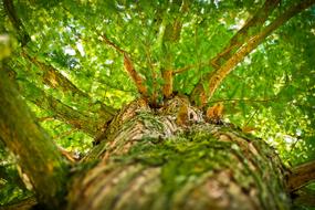 Tree Aesthetic Branches in forest