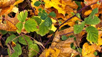 green plant in an autumn forest