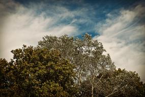 birch Trees in Forest Nature