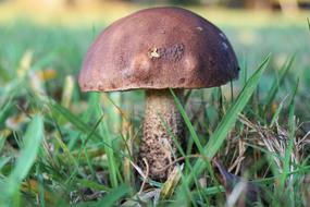 Mushroom Forest Autumn