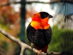 The Loom Bird Orange