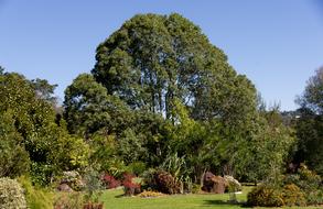 Garden Trees Flowers