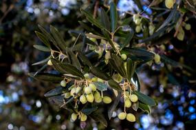 green ripe olives on a tree