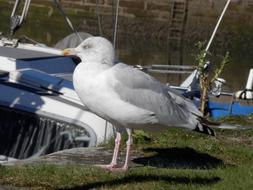 delightful Gull Bird