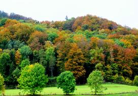 Autumnal Forest Nature