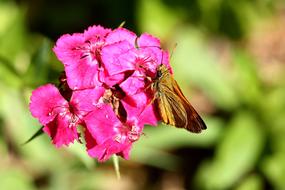 Insect and Butterfly