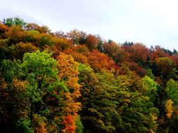 fall Forest Nature