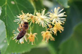 bee on a flowering forest plant