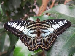 wonderful Butterfly Insect Nature