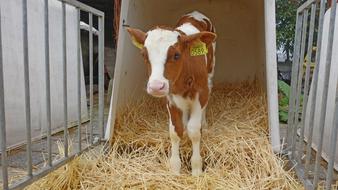 spotted calf on straw in a pen