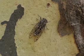 closeup view of Cicada Provence Insect