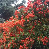 Autumn Flowers Berry bush