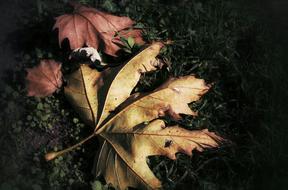 Leaves Autumn