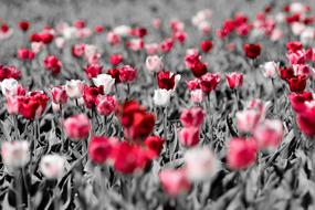 Tulips Flower