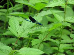 closeup picture of blue dragonfly with black wings on a green plant