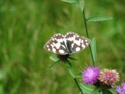 Butterfly Nature Insect