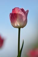 Tulips Flower