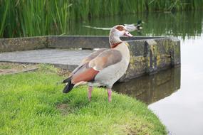 Goose Nature Bird