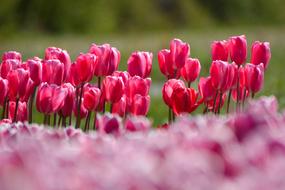 Tulips Flower