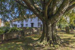 Oak Tree