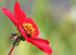 Flower Red Detail Close