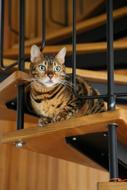 Colorful, cute and beautiful cat on the wooden staircase