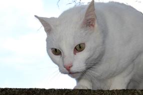 white cat on the white background