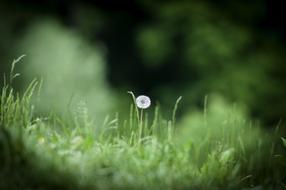 Dandelion Meadow Grass