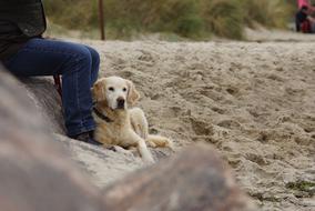 golden retriever Dog lays on Beach at personâs legs
