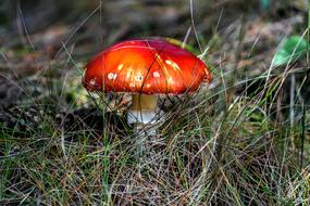 Fly Agaric Mushroom Macro Close