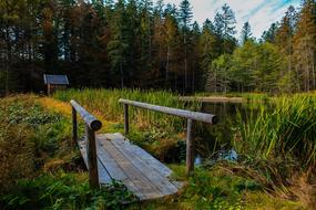 Pond Water Nature