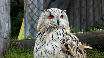 beautiful fluffy owl with brown eyes near the fence