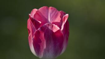 Tulip Flower Floral