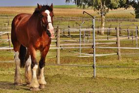 gorgeous Shire Horse