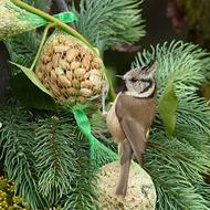 Crested Tit on feeder