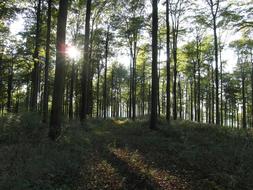 Forest Trees Leaves