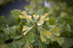 Heart Sweetheart Leaves