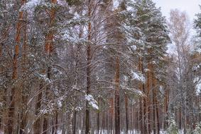 pine Forest at Snowy Winter