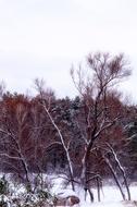 Forest Snow Tree Winter