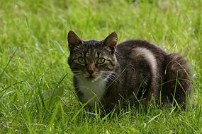 delightful Mammal Cat