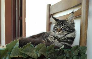 Mainecoon Cat on a chair in relaxation